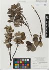 Foto von Salix glabra Scop.